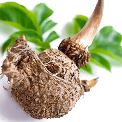 BrainLive - Konjac Glucomannan