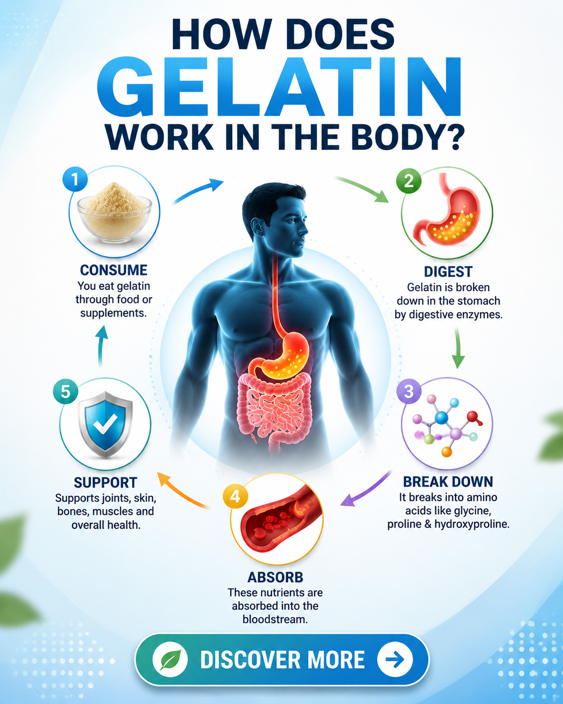 How Does Gelatin Work in the Body