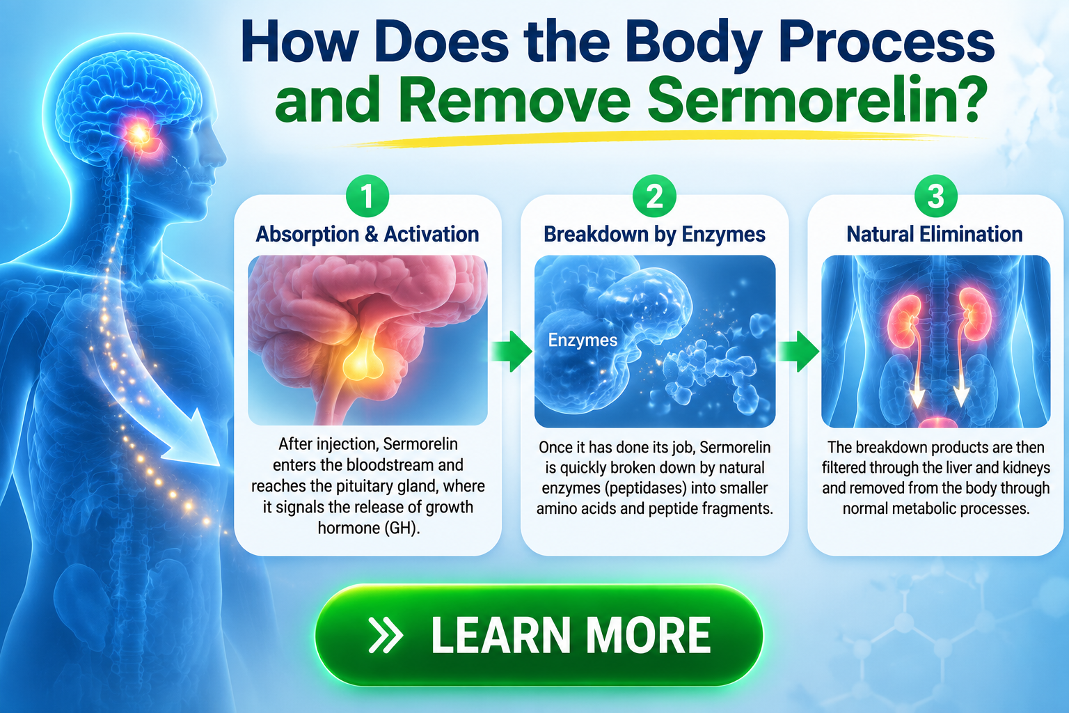 how long does sermorelin stay in your system work